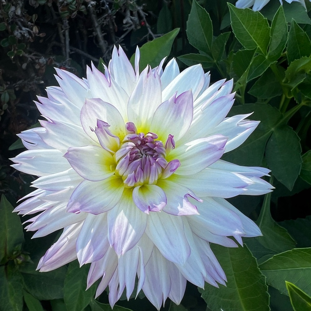 Crazy Love Dahlia Tuber